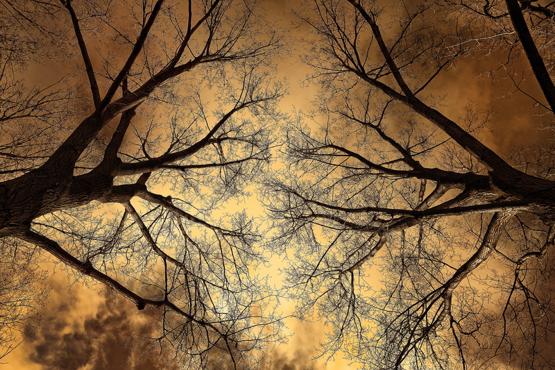 branch, tree, beauty in nature, scenics - nature, leafless, fiery, trees, bare branch, idyllic, autumn, trunk, 4K, plant, nature, lore, low angle view