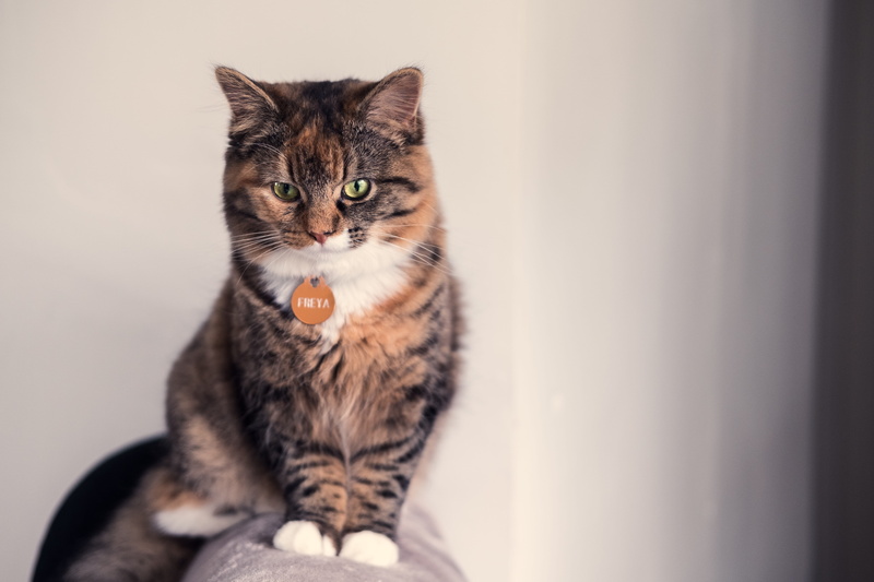domestic, clothing, manx, no people, cushion, sitting, mammal, portrait, norwegian forest cat, abyssinian, house cat, vertebrate, doctor, sleeve, 5K, tabby