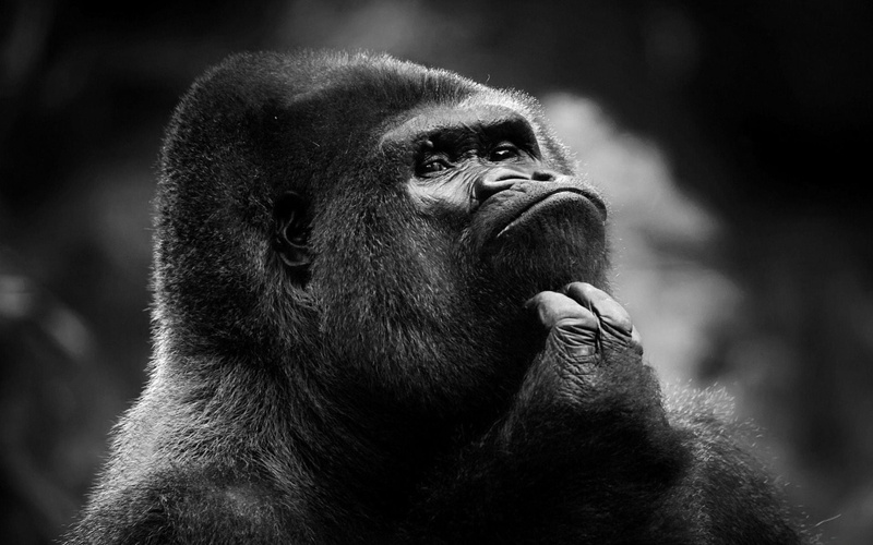 1080P, gorilla, vertebrate, gorillas, portrait, animal wildlife, close-up, outdoors, mammal, animal body part, animals in the wild, people, primate, looking