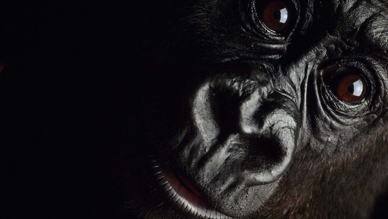 black background, animal body part, animals in the wild, looking at camera, animal, ape, animal wildlife, gorillas, copy space, monkey, close-up, primate