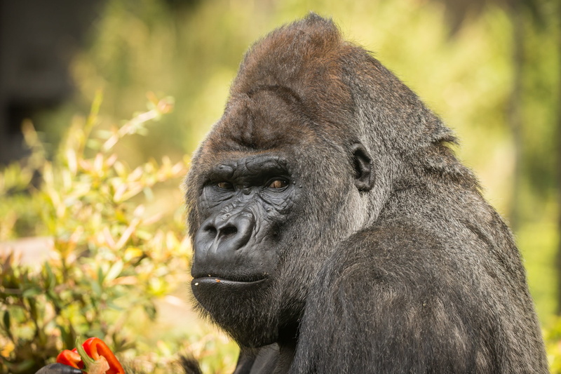 day, nature, one animal, animals, monkey, black color, gorillas, vertebrate, no people, gorilla, focus on foreground, primate, ape, animal wildlife, portrait