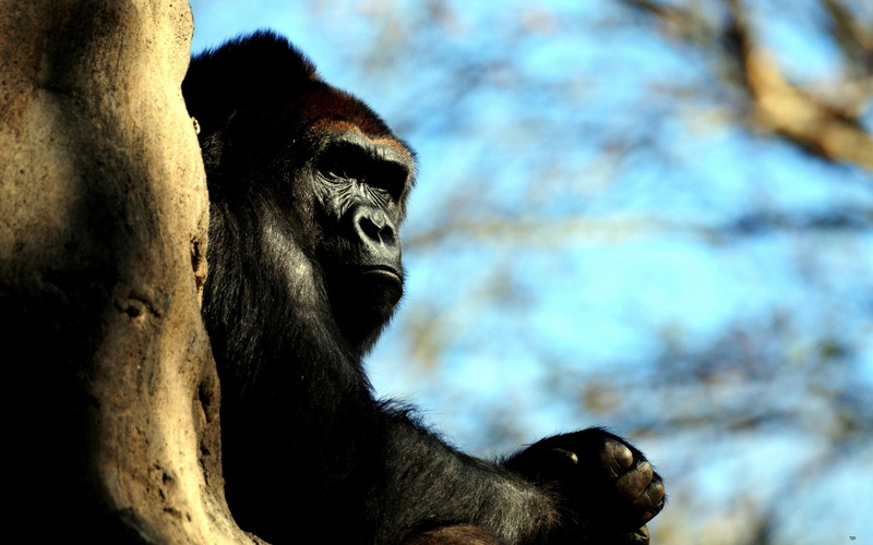 2K, monkey, focus on foreground, animal, low angle view, no people, gorilla, nature, mammal, close-up, representation, animal wildlife, animal themes