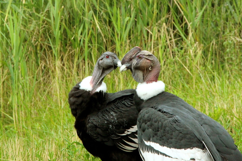 animals in the wild, green color, group of animals, focus on foreground, large wings, scavenger, nature, condors, grass, land, condor, field, bird, andean condor