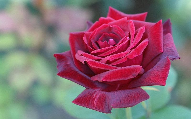 Red, 1080P, Rose, close, Flower, Beautiful