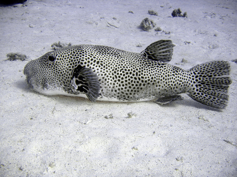 big cat, feline, giant puffer fish, spotted, marine life, high angle view, cat, 1080P, sea, diving, mammal, basic, fish, underwater, no people, vertebrate