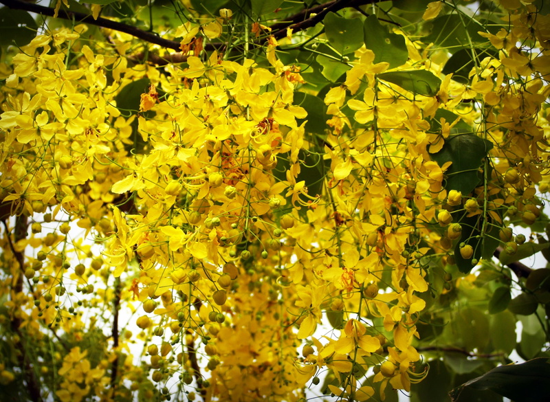 nobody, no people, bouquet, purging, outdoors, falling, summer, color, sunlight, isolated, yellow, nature, golden, colorful, plant part, cassia, beautiful