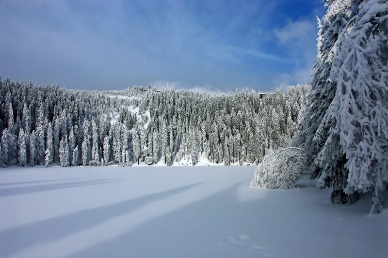outdoors, cold temperature, firs, plant, white, covered, lake, pine tree, photography, pine, tree, day, winter sports, trees, christmas, loneliness, mood