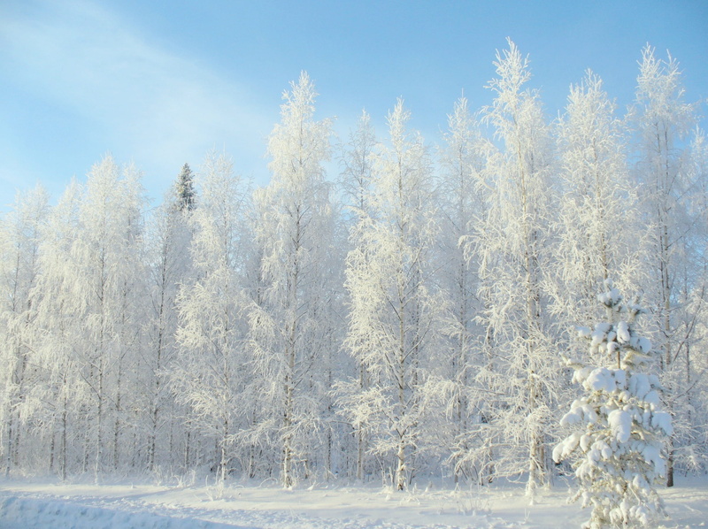 winter forest, sun, road, tree, park, blue, leann, frozen, minus, needles, tranquil scene, conifer, coniferous tree, winter background, winter road, plant
