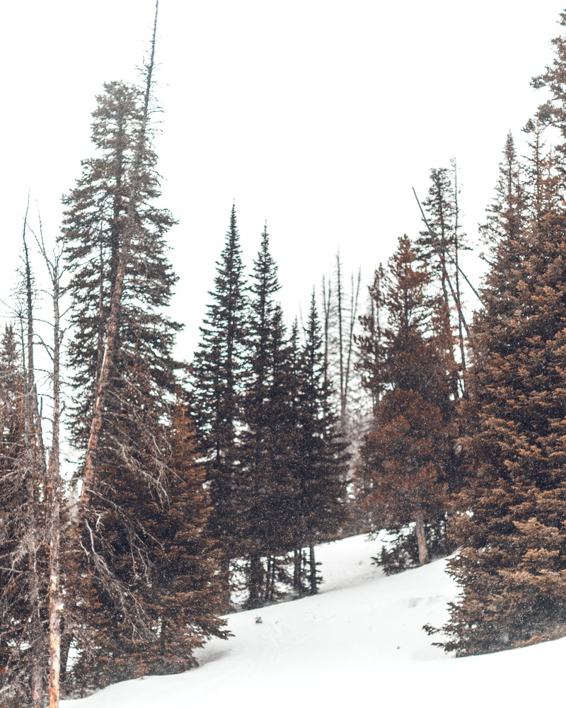 cloudy, day, covered, non-urban scene, pine, clear sky, covering, trees, explore, woodland, winter, daytime, beauty in nature, land, brown, no people, photo