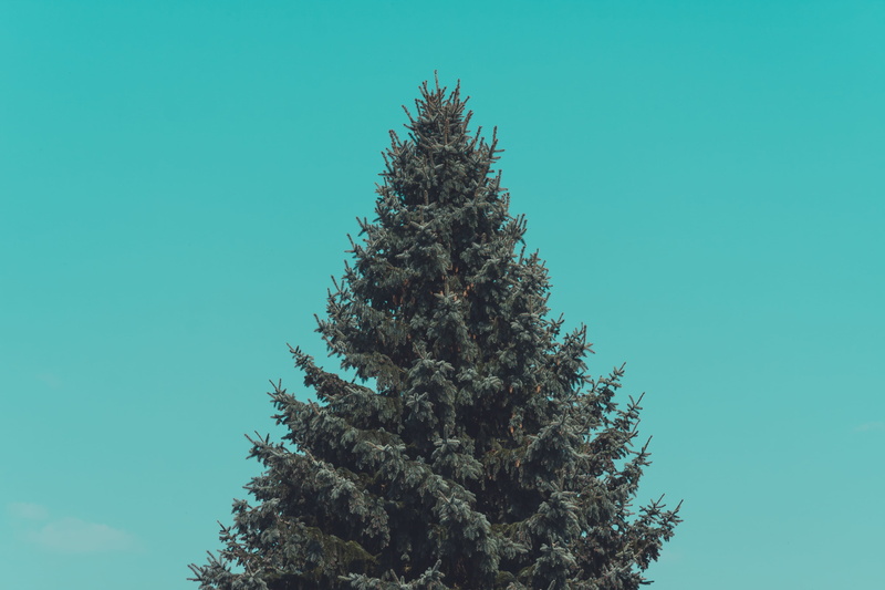 sunlight, fir, tranquil scene, winter, blue, evergreen Tree, day, clear sky, 4K, season, green color, pine Tree, woodland, no people, snow, plant, pine