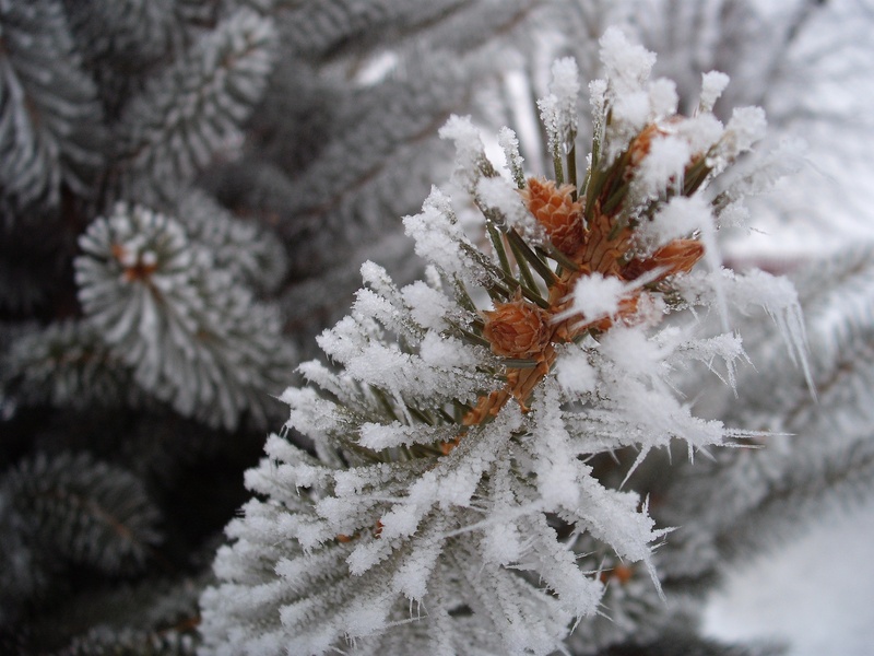 pinaceae, fir tree, tree, coniferous tree, pine, frost, 2K, branch, ice, holiday, plant, winter, nature, christmas, photography, beauty in nature, cold temperature