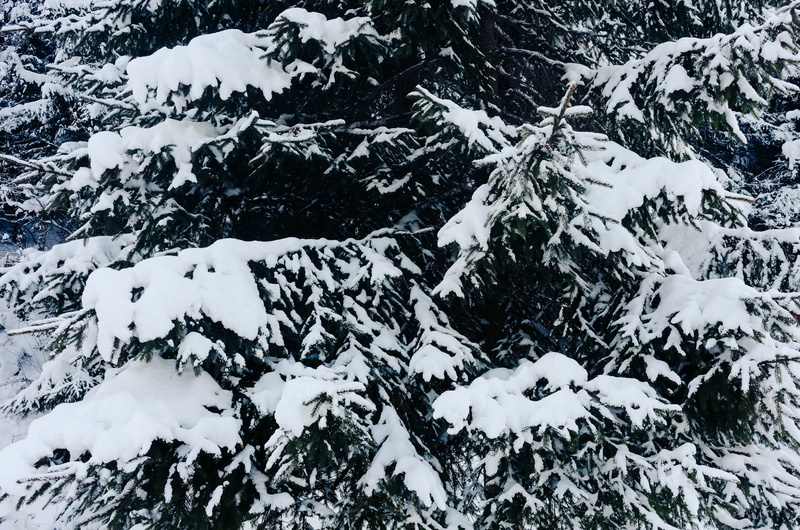 firs, covering, high angle view, woods, beautiful, wilderness, holiday, rock - object, 2K, rock, landscape, tree, cold temperature, cold, weather, frost