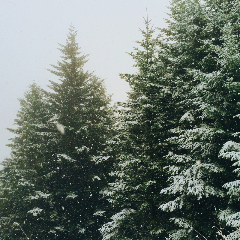 snowing, cold temperature, snowy, snowfalling, beauty in nature, fir, outdoors, no people, sky, day, forest, green, low angle view, fir tree, tranquility
