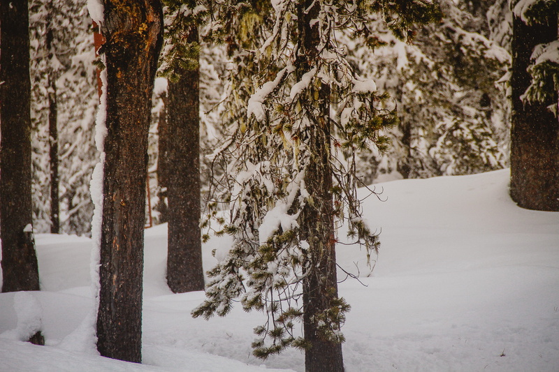 forest, gifts, fir, outdoors, white color, frozen, tree, abies, land, trees, background, 2K, growth, winter, tree trunk, covering, snowfield