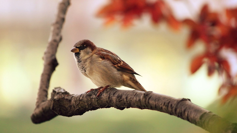 sparrow, 1080P, animals, birds