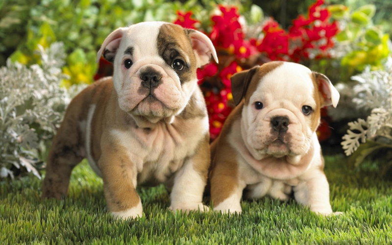 chubby, 1080P, bulldog, white, puppies, plump, english, pups, jolly, go, mark, get, tan, ready, animals, set