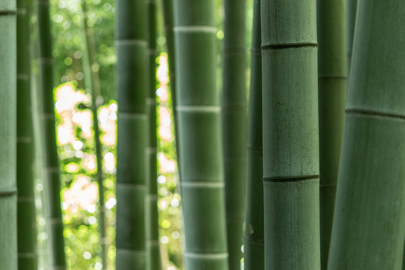 tree, outdoors, flower, sewer, crayon, lily, japan, dessert, rainforest, blossom, palm leaf, vegetable, bamboo shoot, nature, produce, backgrounds, growth