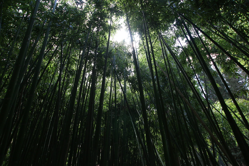 bamboo shoot, crimea, food, bamboo - plant, outdoors, sewer, muffin, 5K, tranquility, growth, dessert, bamboo grove, forest, tilt, beauty in nature, plant