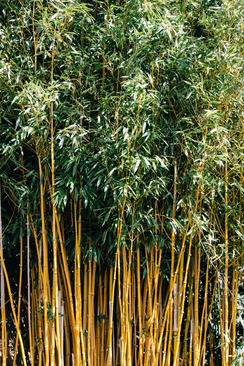 hemp, day, fence, labyrinth, tree, green color, produce, hedge, outdoors, no people, nature, forest, modern art, vegetable, sunlight, bamboo - plant, maze