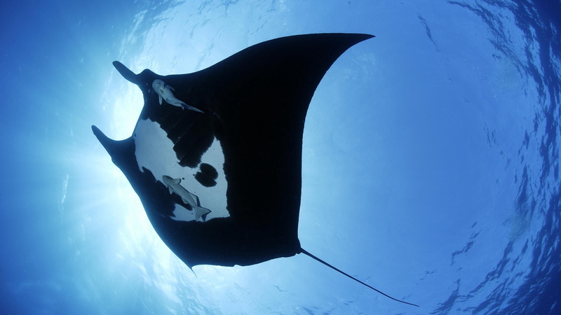 sea Life, sea, animals in the wild, 1080P, swimming Animal, animal wildlife, undersea, danger, swim, animal themes, animal, stingray, swimming, manta