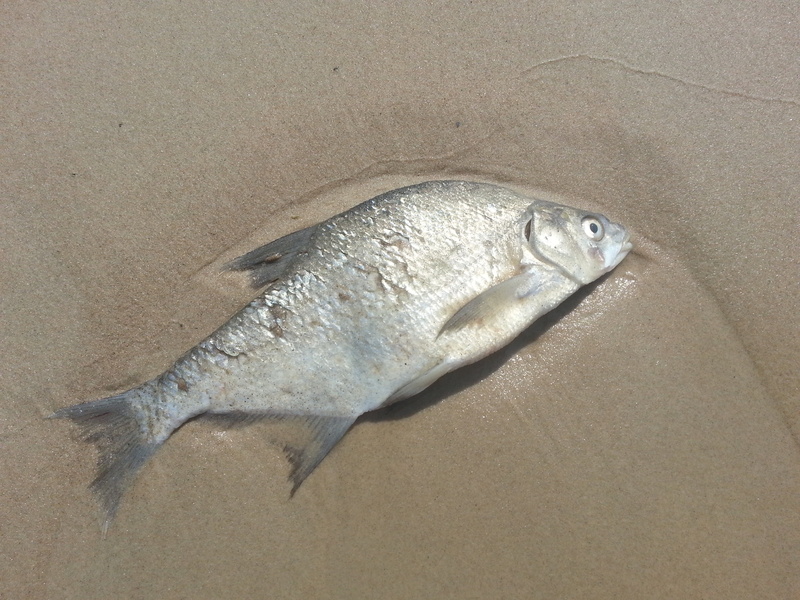 close-up, underwater, brown, dangerous, sand, 2K, animals in the wild, environment, nature, fishing, swimming, waste, death, industry, fish, raw, gray
