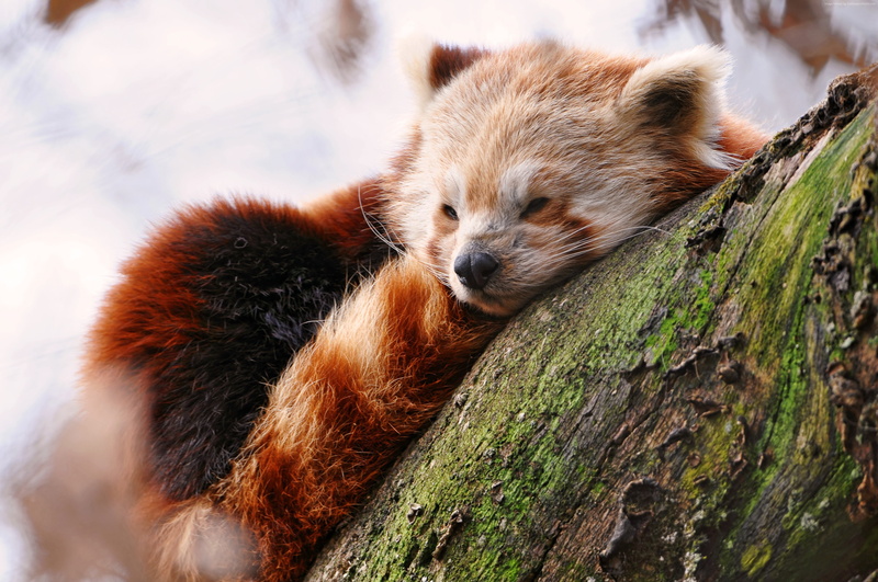 4K, sleep, 4k pics, Winter, Red panda, zoo, ultra hd, animals
