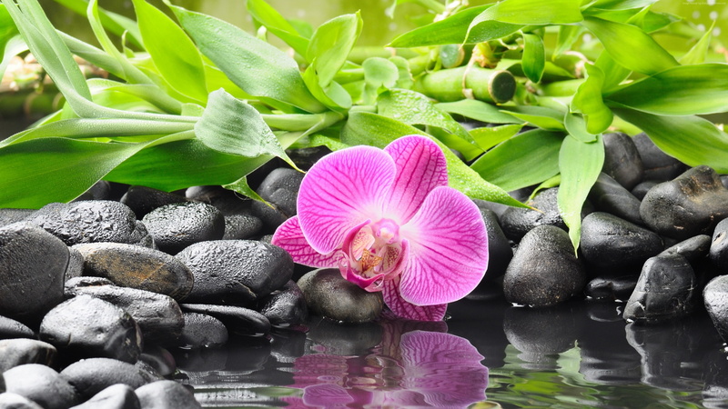 pond, 4k pics, Orchid, 4K, ultra hd