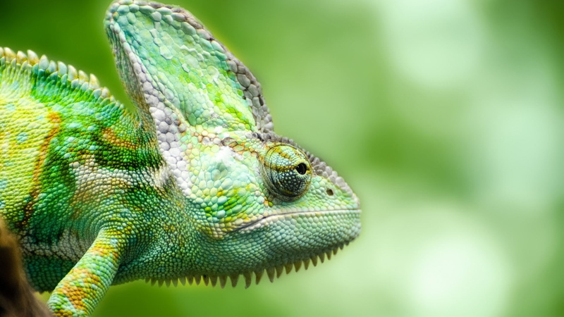 4k pics, Chameleon, Lizard, ultra hd, 1080P, Forest