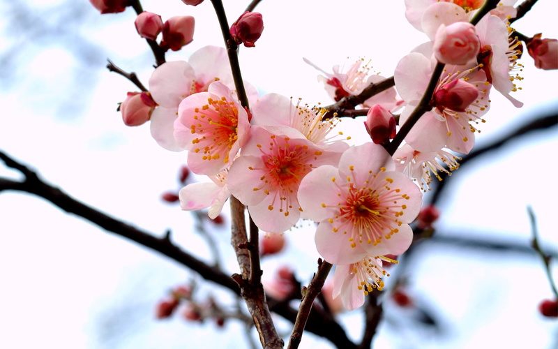 2560x1600, 2K, 4k pics, ultra hd, Flowers, blossom
