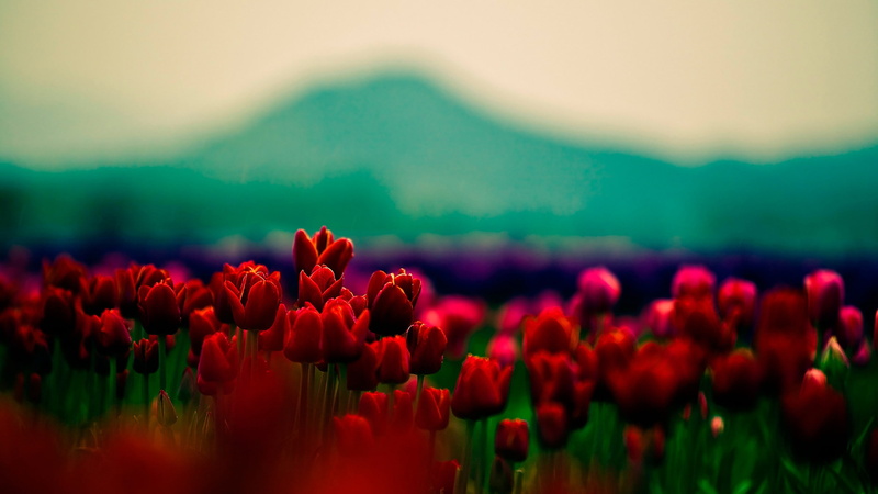 buds, 4k pics, Flowers, ultra hd, 2K, red