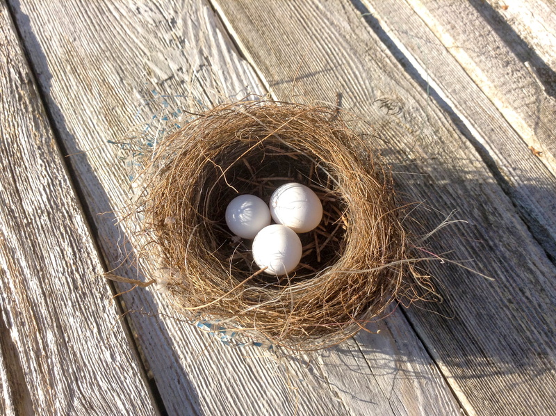 egg, outdoors, s, bird, animal egg, vulnerability, three, no people, nest, hay, new life, high angle view, bird nest, animal nest, beginnings, eggs, white