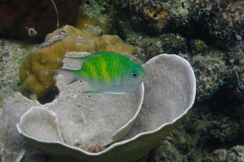 sea life, fish, coral, marine, nature, one animal, invertebrate, vertebrate, undersea, animal themes, 4K, animal, philippines, underwater, sea, animals in the wild