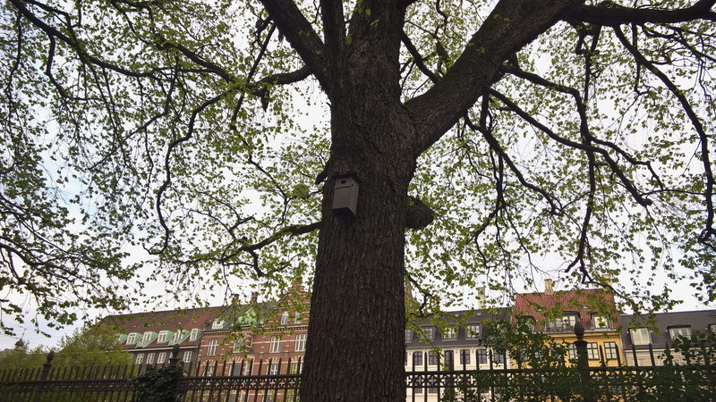 built structure, nido, barrier, trunk, no people, low angle view, outdoors, boundary, day, nesting box, fence, building, albero, building exterior, tree trunk