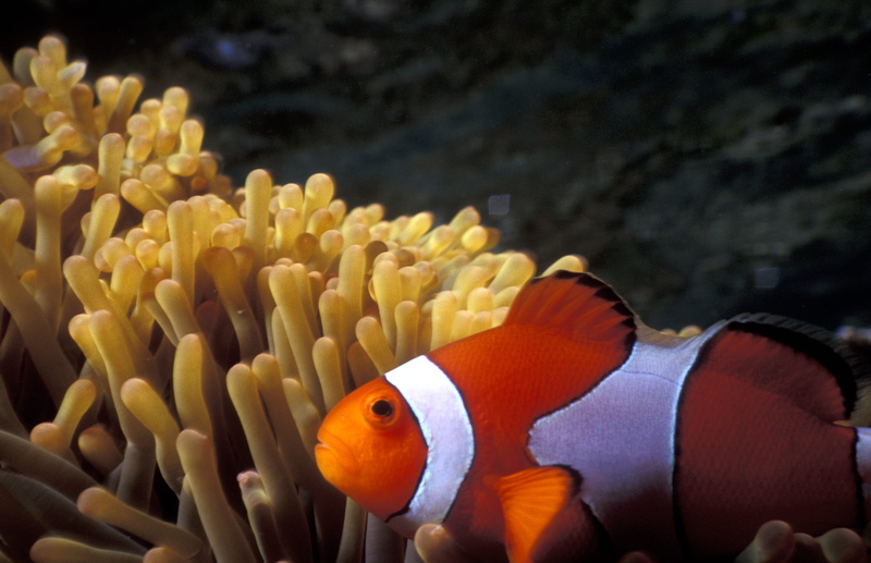 animals in the wild, sea, sea life, swimming, no people, one animal, el nido, orange color, beauty in nature, marine, 2K, sea anemone, anemone, fish, animal wildlife