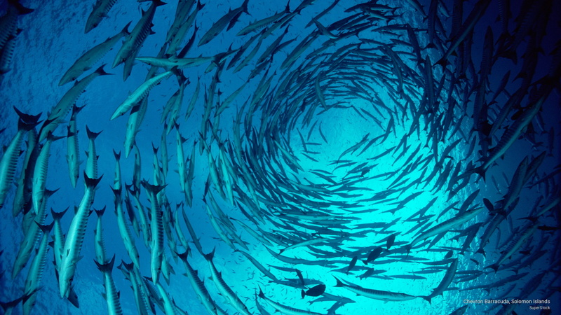 solomon, islands, Ocean Life, chevron, 2K, barracuda