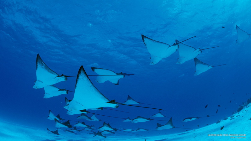 islands, spotted, mariana, 2K, eagle, rays, Ocean Life