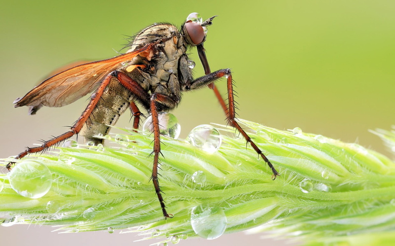 animal, wildlife, fly, insect, invertebrate, animal Eye, grass, summer, nature, one animal, green Color, robber, no people, animal themes, beauty in nature