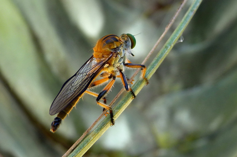 beauty in nature, insects, animal themes, plant, invertebrate, one animal, nature, sting, outdoors, animal wing, macro, full length, fragility, close-up