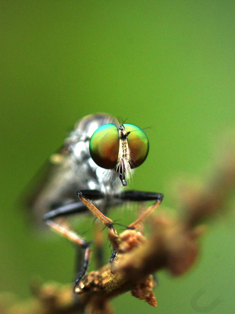 bug, outdoors, nature, animal eye, close-up, portrait, head, plant, fly, predator, selective focus, eyes, robber fly, 4K, animal themes, beauty in nature
