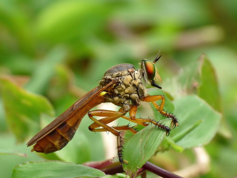 1080P, Animal, Fly, Robber Fly