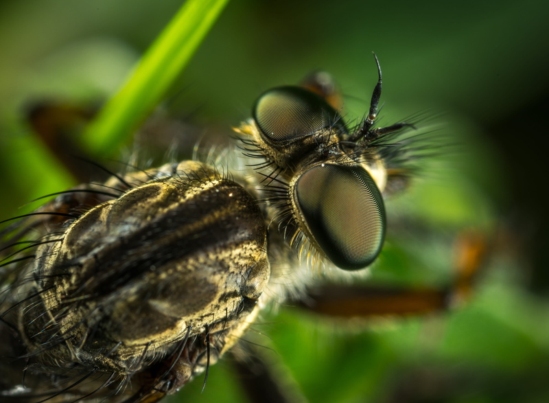 nature, pest, wildlife, no people, animal wildlife, animal, macro, robber, arthropod, 5K, little, outdoors, eyes, close-up, animal wing, extreme close-up