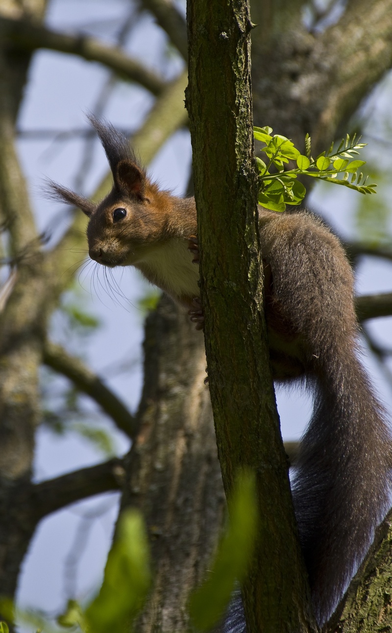 squirrel, plant, vertebrate, day, tree trunk, verifiable kitten, low angle view, bird, spring, nature, animal wildlife, trunk, branch, animal themes, animals in the wild