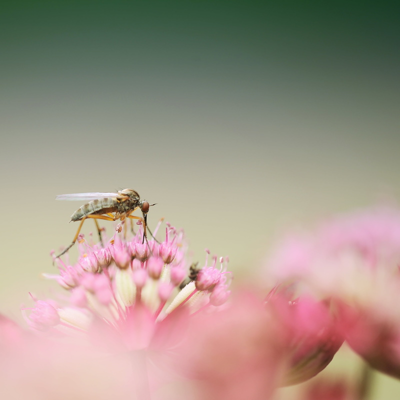close, flower, flowers, blossom, animal, purple, bloom, growth, vulnerability, selective focus, pollination, green, flowering plant, fly, pollen, animal wildlife