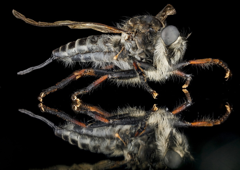 black background, assassin fly, mounted, u, eye, portrait, macro, animal body part, hair, 2K, indoors, geological survey, spider, close-up, bug, arthropod