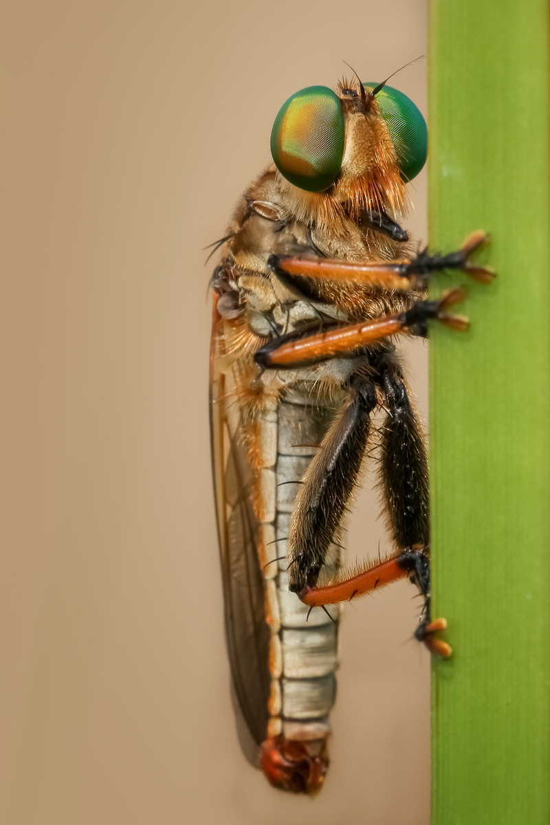 robber-fly, food and drink, animal, animal wildlife, 2K, close-up, food, beauty in nature, animal wing, colored background, one animal, macro, freshness