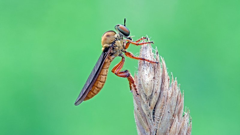 wildlife, animal, nature, insect, fly, brown, close-up, gray, macro, robber, 1080P, robber fly, leaf, leaf  insect, Robberfly, green