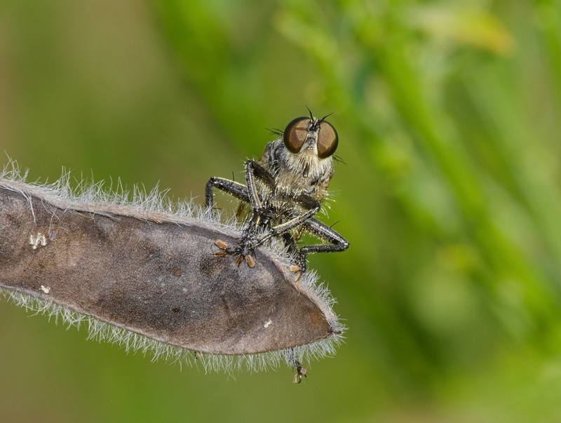 Fly, Animal, 1080P, Robber Fly