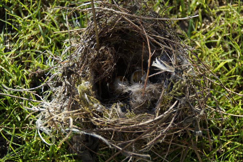twig, animals in the wild, animal nest, elster, 5K, nest, vertebrate, geräubert, animal, bird, animal themes, high angle view, bird nest, bird eggs, nest robbers