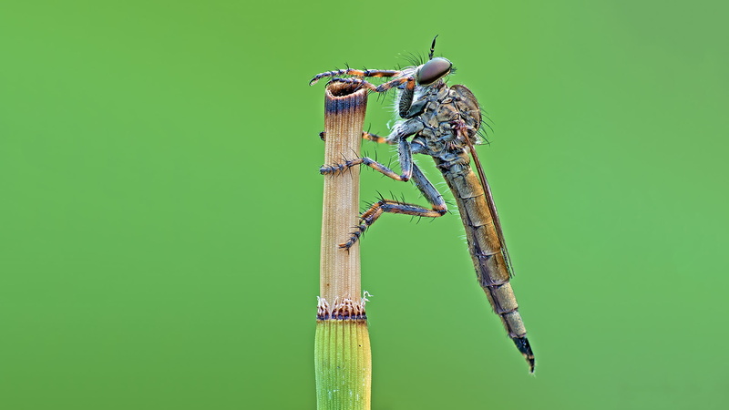 closeup, photo, close-up, robber, brown, robber fly, robberfly, 1080P, nature, fly, animal, macro, wildlife, Dragonfly, insect, grass