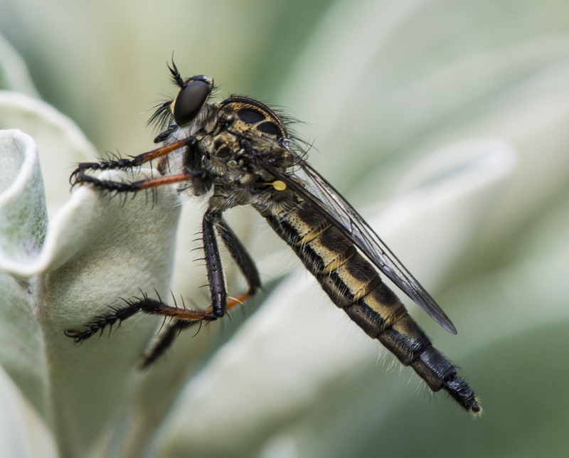 Hoverfly, perch, petaled, animal, white, 4K, New Zealand, perched, robber, wildlife, black, Robber Fly, d7100, flower, animal Wing, robber  fly, Beedie